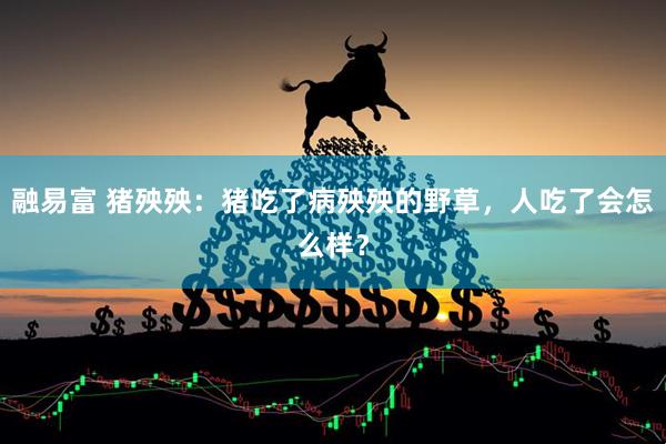 融易富 猪殃殃：猪吃了病殃殃的野草，人吃了会怎么样？
