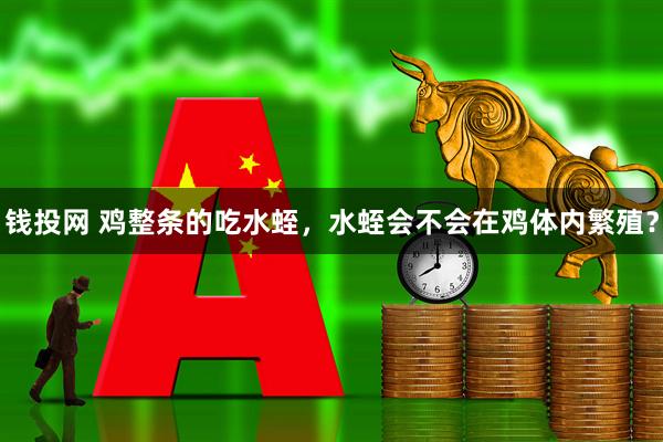 钱投网 鸡整条的吃水蛭，水蛭会不会在鸡体内繁殖？